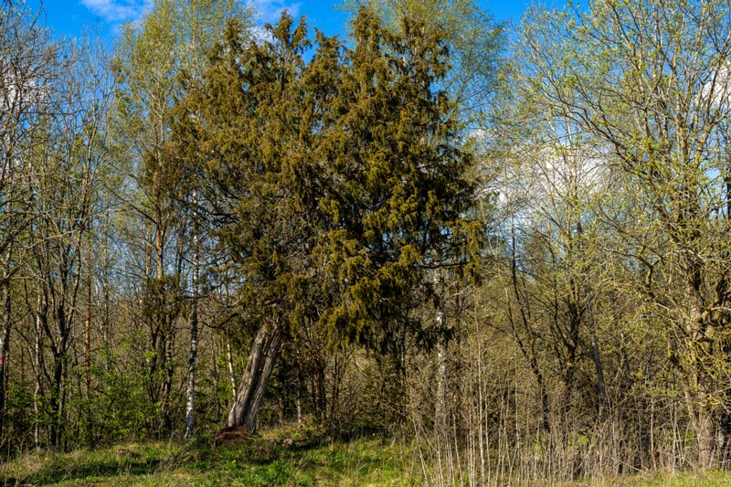Suursoo kadakas  2026-05-05 1-17