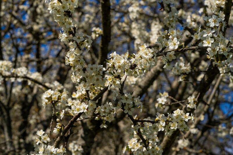 prunus-cerasifera 2025-04-26 1-1