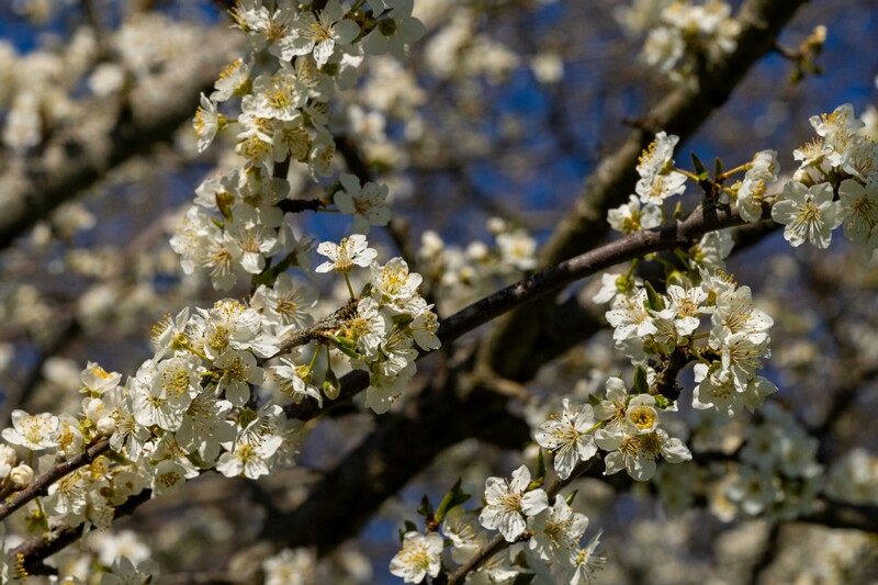 prunus-cerasifera 2025-04-26 1-10