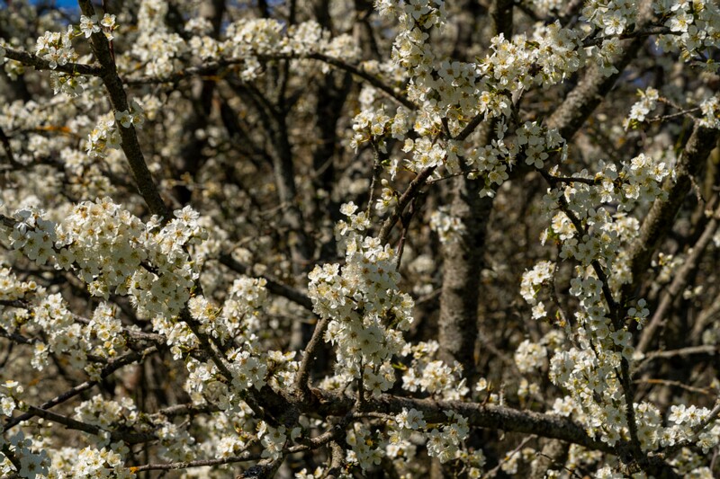 prunus-cerasifera 2025-04-26 1-2