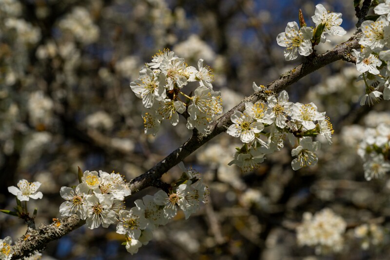 prunus-cerasifera 2025-04-26 1-4