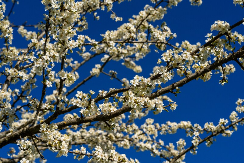 prunus-cerasifera 2025-04-26 1-7