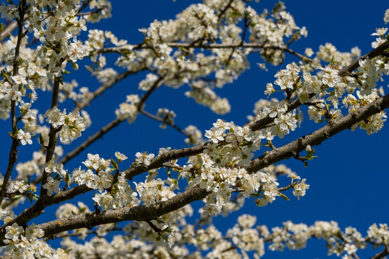 prunus-cerasifera 2025-04-26 1-8