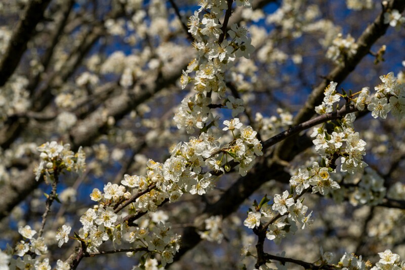 prunus-cerasifera 2025-04-26 1-9