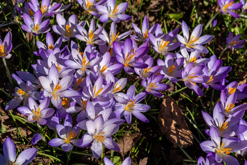 Crocus vernus  2026-03-21 1-10