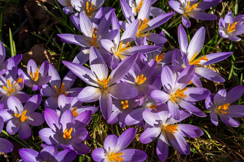 Crocus vernus  2026-03-21 1-11