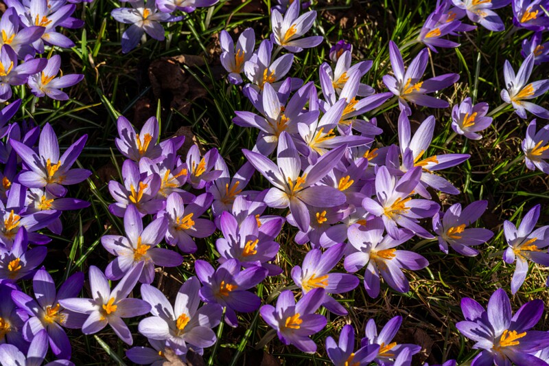 Crocus vernus  2026-03-21 1-12