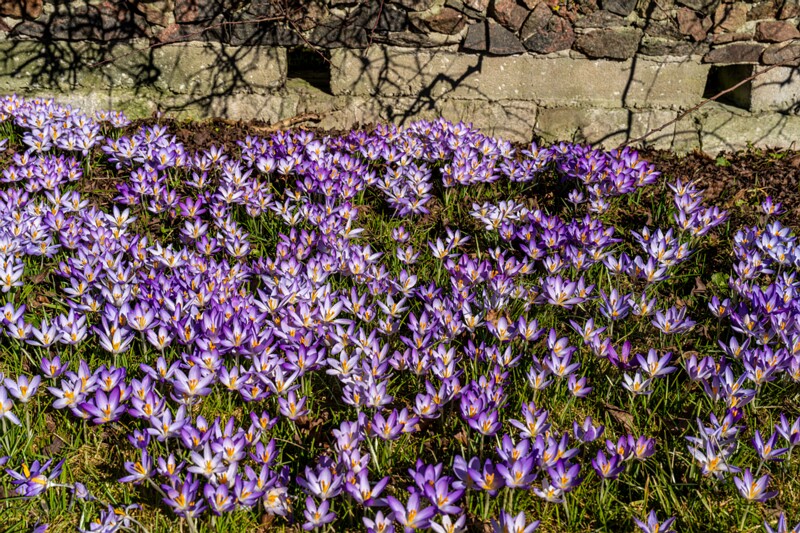 Crocus vernus  2026-03-21 1-13
