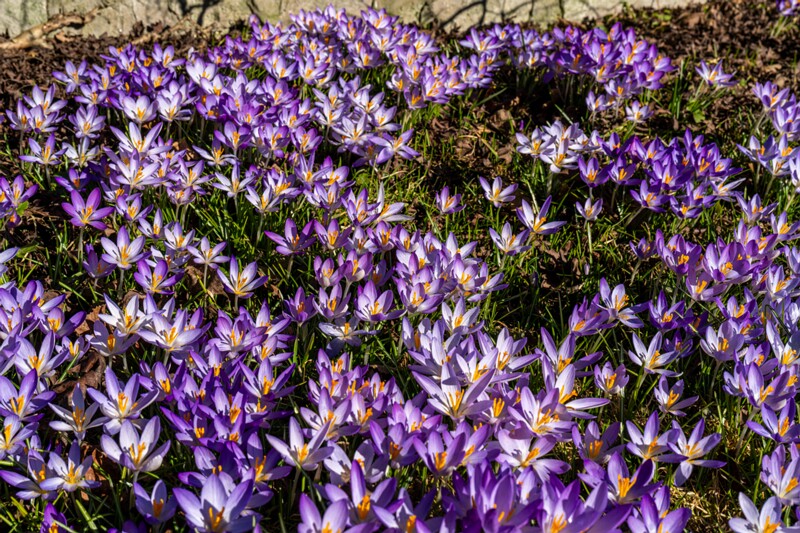 Crocus vernus  2026-03-21 1-14