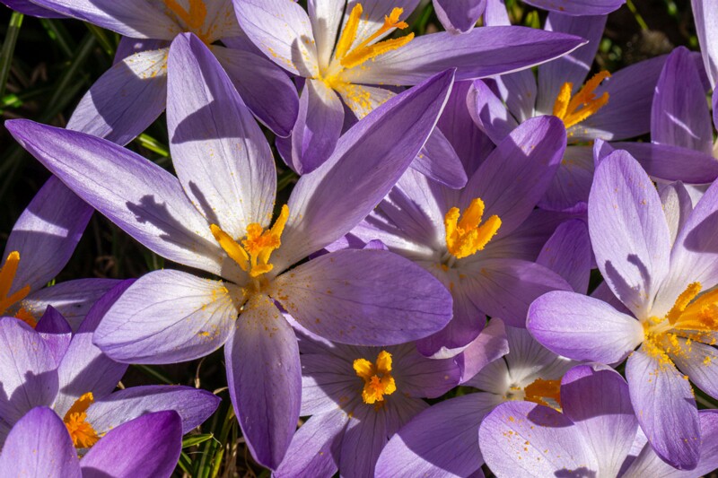 Crocus vernus  2026-03-21 1-16
