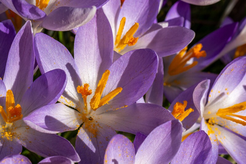 Crocus vernus  2026-03-21 1-17