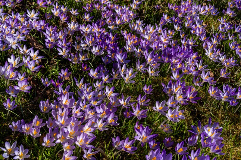 Crocus vernus  2026-03-21 1-2