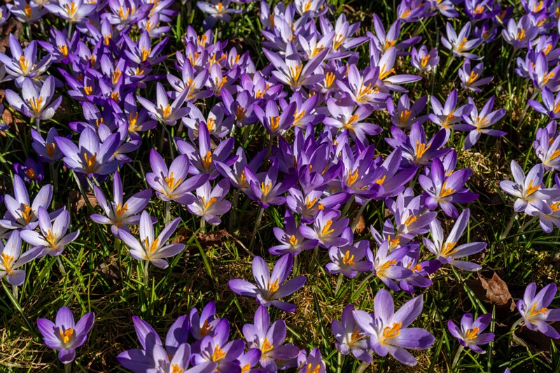 Crocus vernus  2026-03-21 1-3