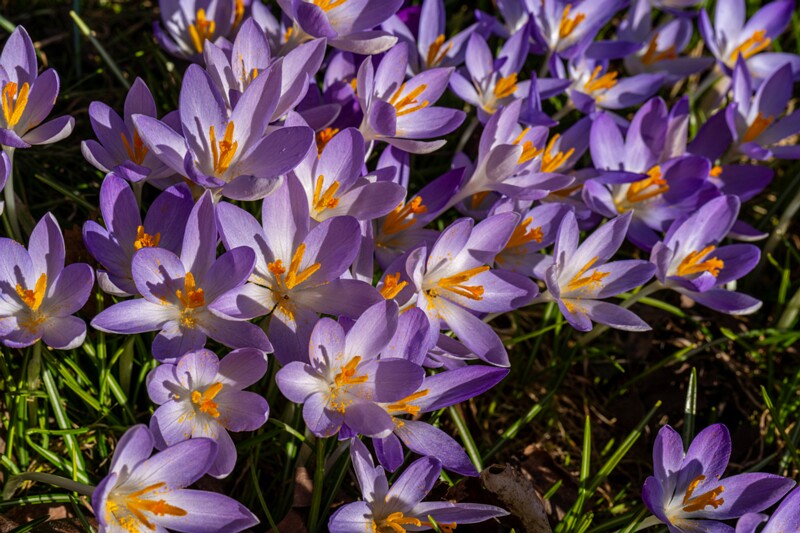 Crocus vernus  2026-03-21 1-4