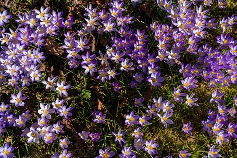 Crocus vernus  2026-03-21 1-6