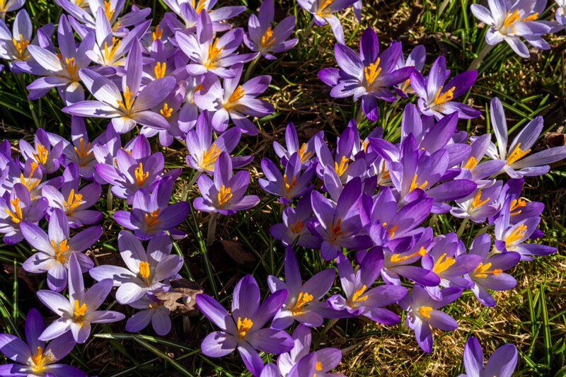 Crocus vernus  2026-03-21 1-7