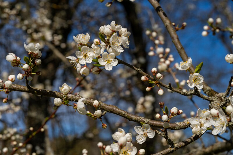 prunus-divaricata 2025-04-26 1-1