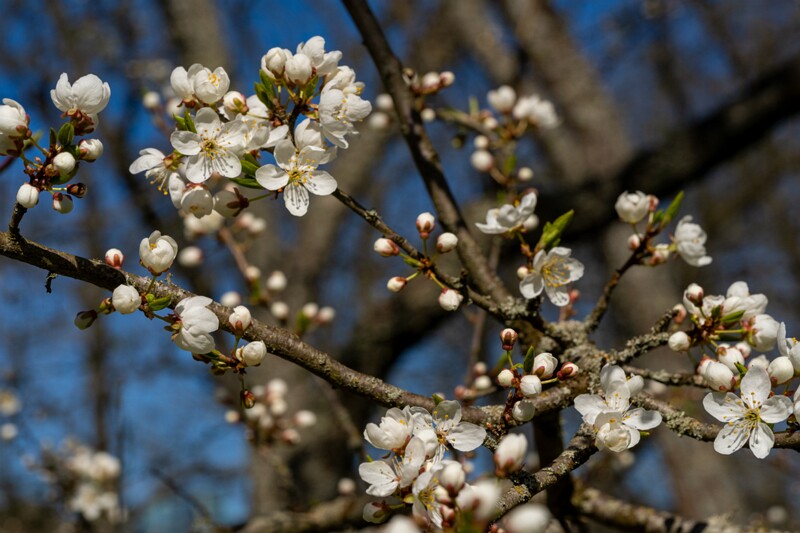 prunus-divaricata 2025-04-26 1-11