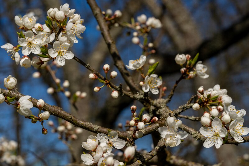 prunus-divaricata 2025-04-26 1-12