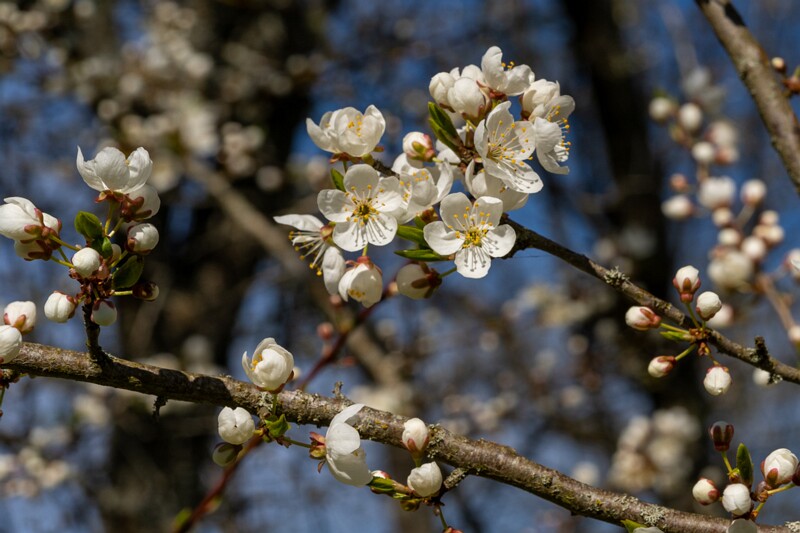prunus-divaricata 2025-04-26 1-2