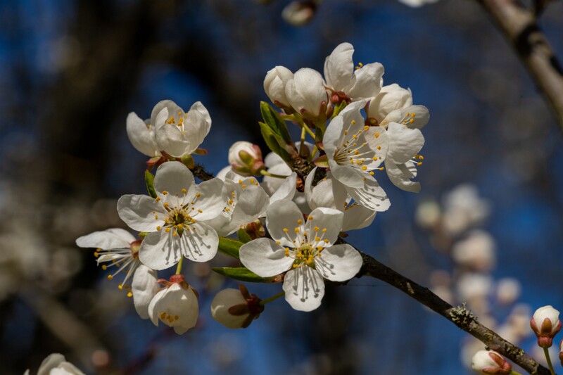 prunus-divaricata 2025-04-26 1-3
