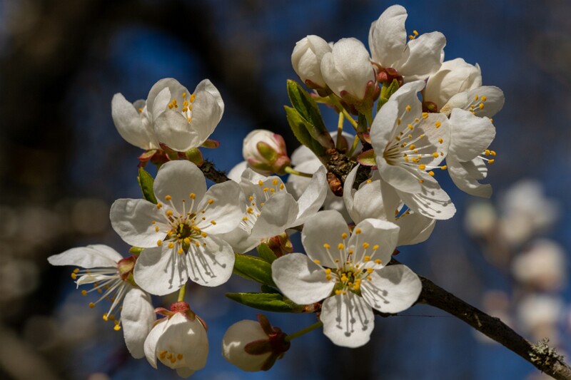 prunus-divaricata 2025-04-26 1-4