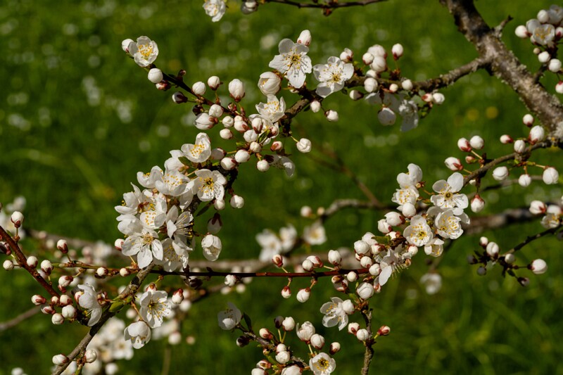 prunus-divaricata 2025-04-26 1-6