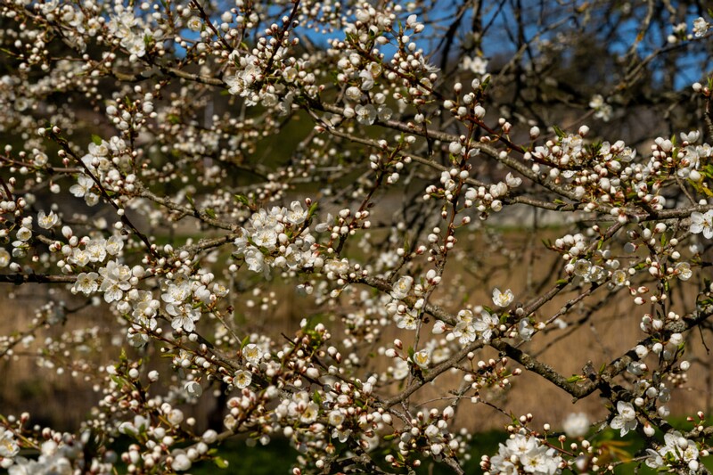 prunus-divaricata 2025-04-26 1-7