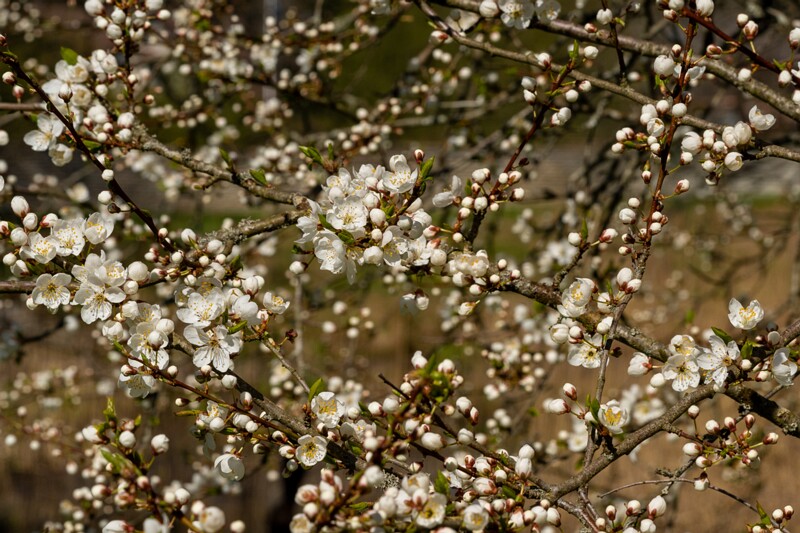 prunus-divaricata 2025-04-26 1-8