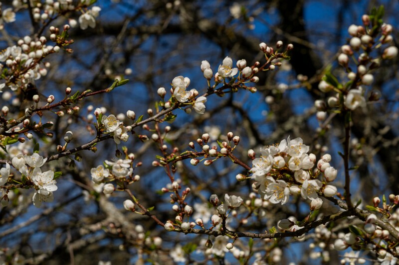 prunus-divaricata 2025-04-26 1-9