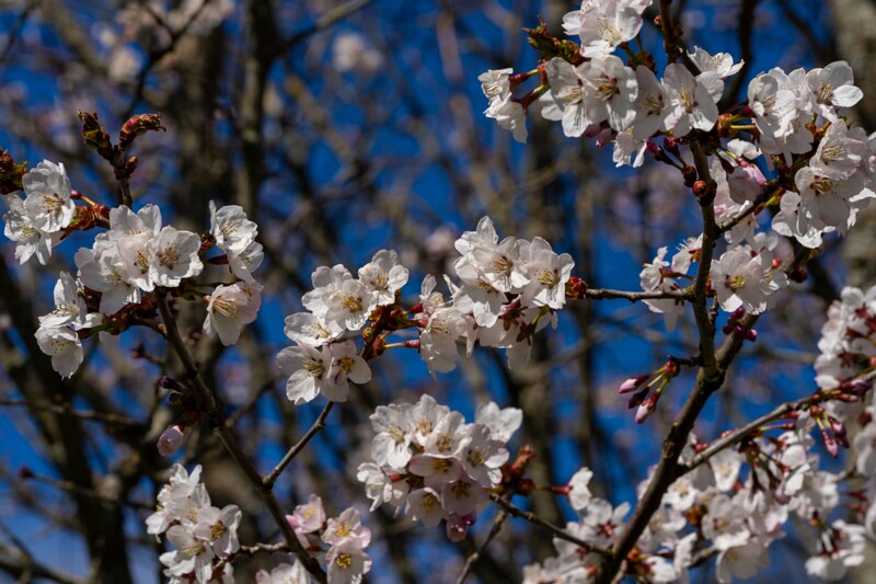 prunus-kurilensis 2025-04-26 1-1