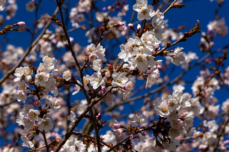 prunus-kurilensis 2025-04-26 1-11