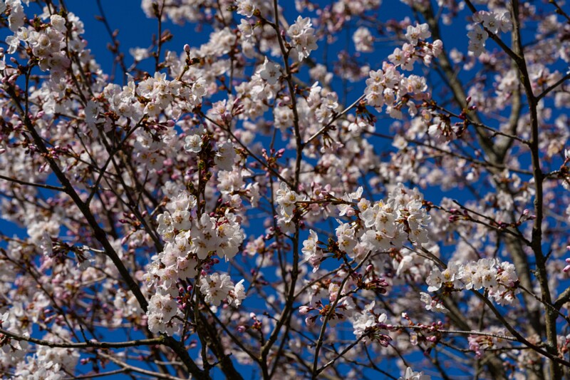 prunus-kurilensis 2025-04-26 1-2