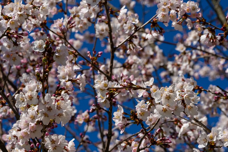 prunus-kurilensis 2025-04-26 1-3