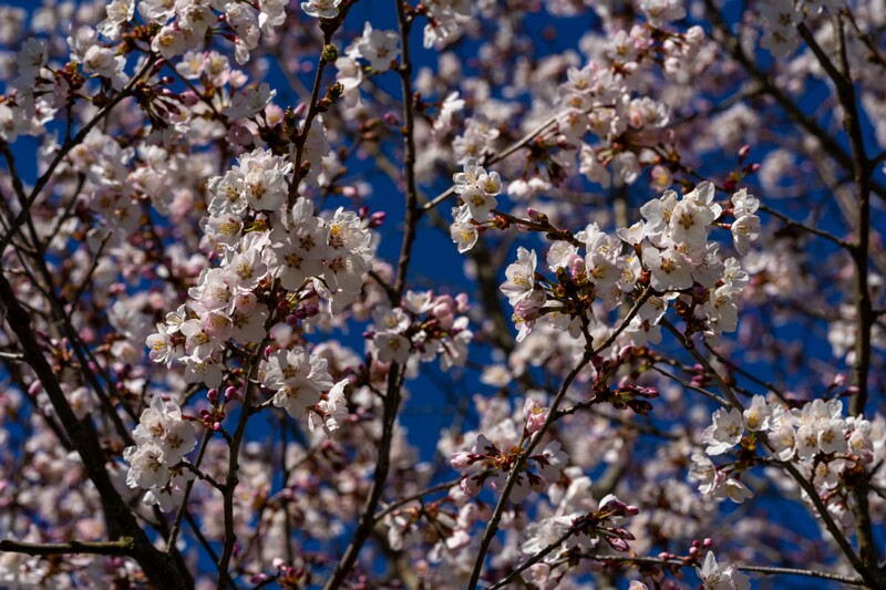 prunus-kurilensis 2025-04-26 1-5