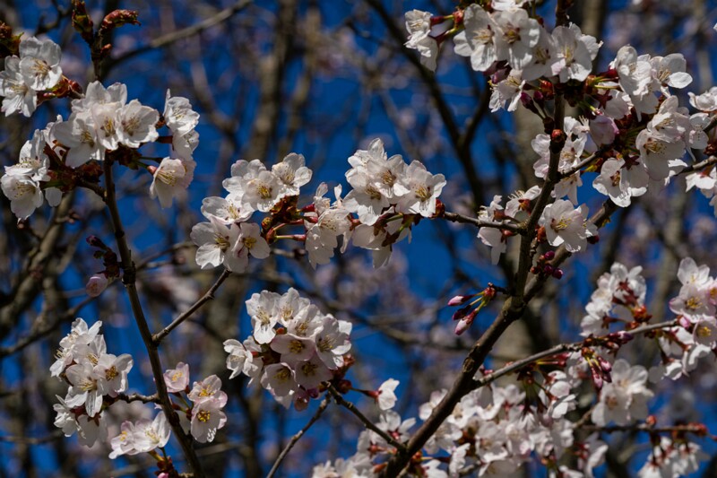 prunus-kurilensis 2025-04-26 1-7