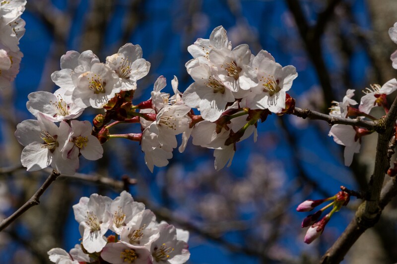 prunus-kurilensis 2025-04-26 1-8