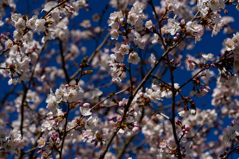 prunus-kurilensis 2025-04-26 1-9