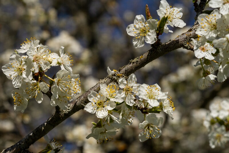et. Haraline ploomipuu, en. cherry plum, lat. Prunus cerasifera