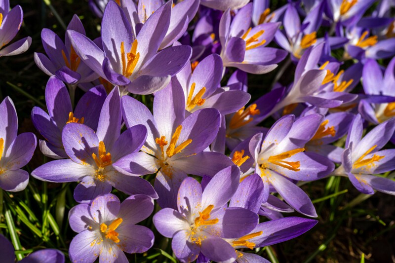 et. Kevadine krookus, en. spring crocus, lat. Crocus vernus