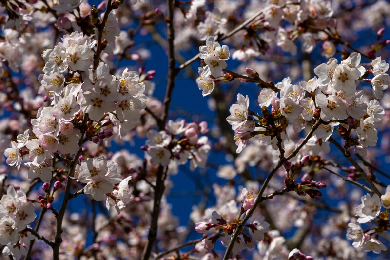 et. Kuriili kirsipuu, en. Japanese alpine cherry, lat. Prunus kurilensis