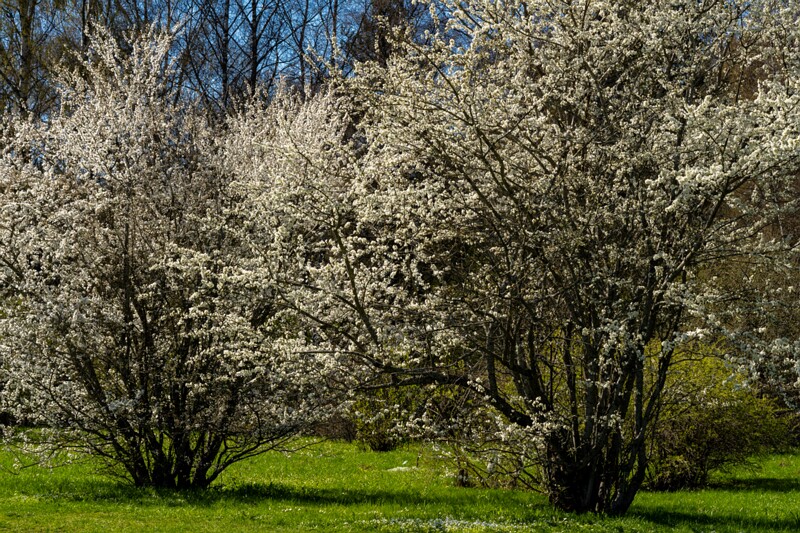 tallinna-botaanikaaed 2025-04-26 1-1