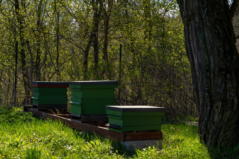 tallinna-botaanikaaed 2025-04-26 1-13