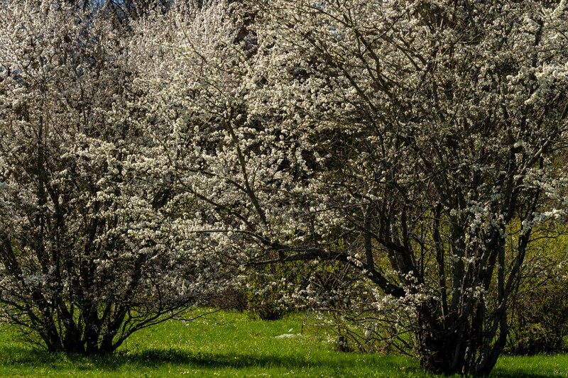 tallinna-botaanikaaed 2025-04-26 1-2