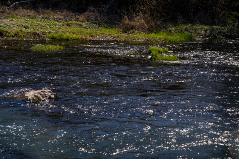 tallinna-botaanikaaed 2025-04-26 1-21