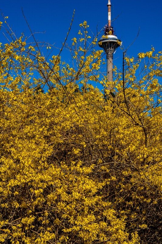 tallinna-botaanikaaed 2025-04-26 1-28