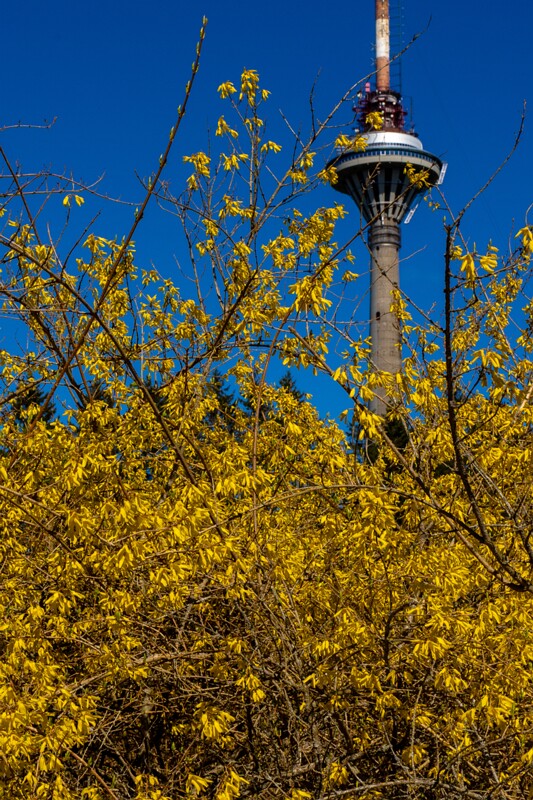 tallinna-botaanikaaed 2025-04-26 1-29