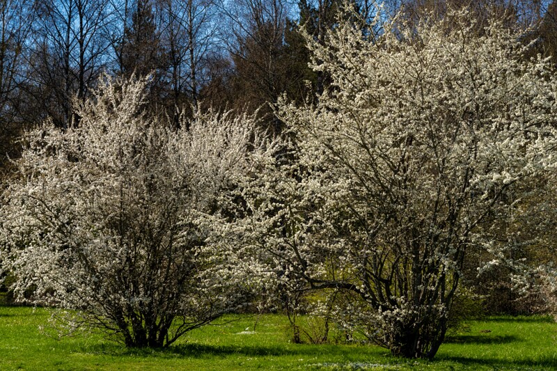 tallinna-botaanikaaed 2025-04-26 1-3