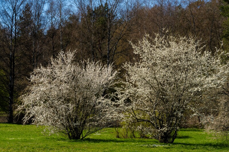 tallinna-botaanikaaed 2025-04-26 1-4