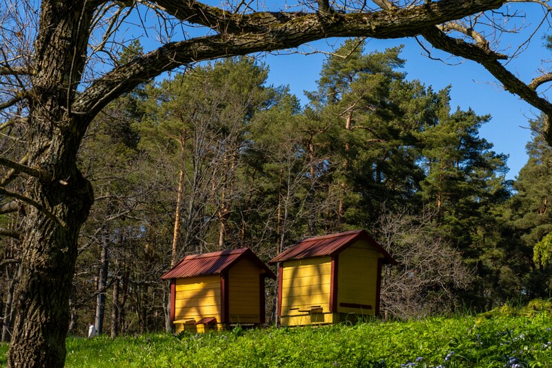 tallinna-botaanikaaed 2025-04-26 1-40